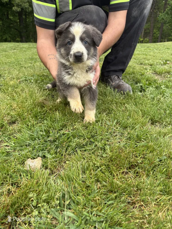 Blue panda female – German Shepherd Dog puppy for sale in Holladay, TN