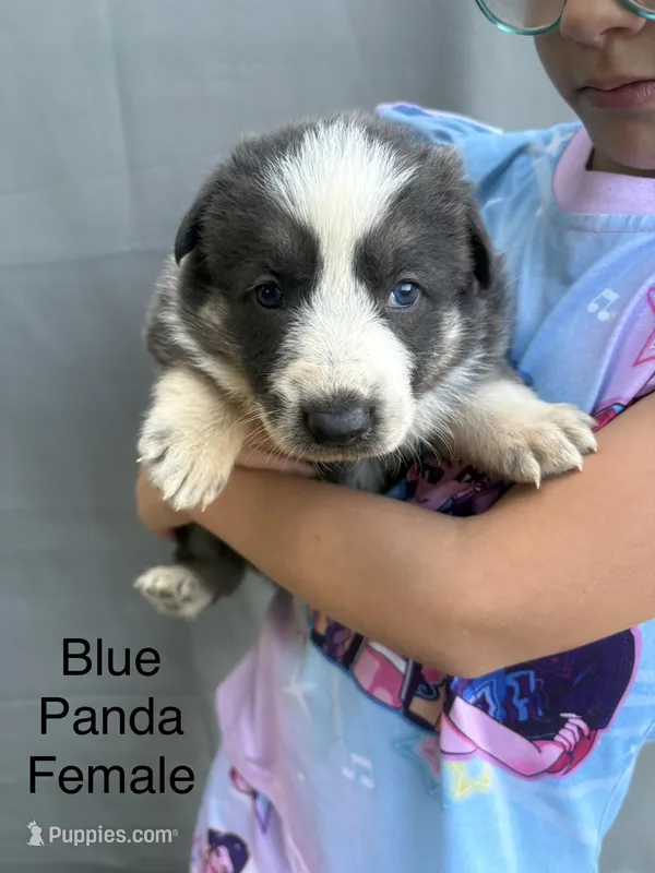 Blue panda female – German Shepherd Dog puppy for sale in Holladay, TN