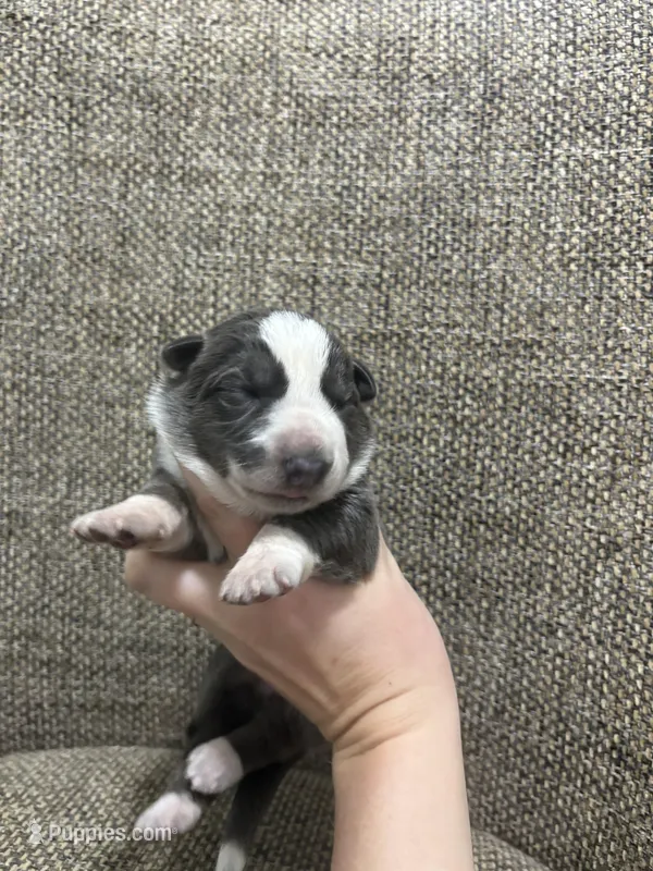 Blue panda – German Shepherd Dog puppy for sale in Holladay, TN