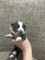 Blue panda, a female German Shepherd Dog for sale in Holladay, TN – Photo 1 of 2