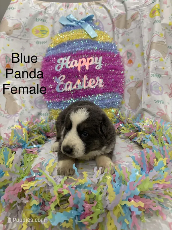 Blue panda female – German Shepherd Dog puppy for sale in Holladay, TN