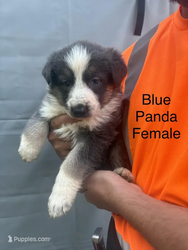 Blue panda female – German Shepherd Dog puppy for sale in Holladay, TN