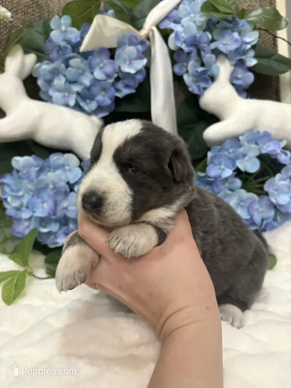 Blue panda female – German Shepherd Dog puppy for sale in Holladay, TN