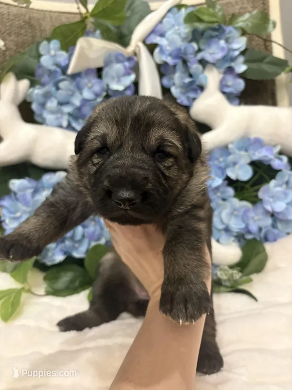 Sable female – German Shepherd Dog puppy for sale in Holladay, TN