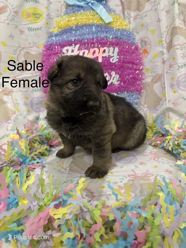 Sable female – German Shepherd Dog puppy for sale in Holladay, TN