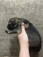 Sable female, a female German Shepherd Dog for sale in Holladay, TN – Photo 2 of 2