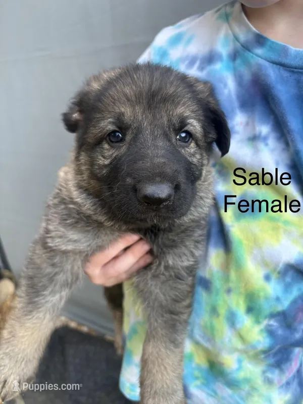 Sable female – German Shepherd Dog puppy for sale in Holladay, TN