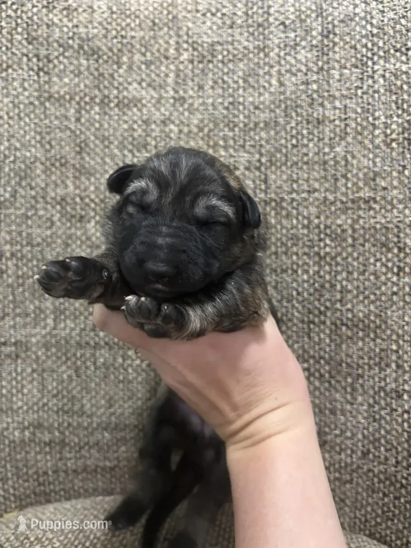 Sable female – German Shepherd Dog puppy for sale in Holladay, TN