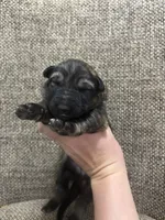 Sable female, a female German Shepherd Dog for sale in Holladay, TN – Photo 1 of 2