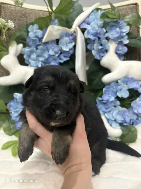 Bicolor male – German Shepherd Dog puppy for sale in Holladay, TN