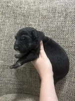 Bicolor male, a male German Shepherd Dog for sale in Holladay, TN – Photo 2 of 2