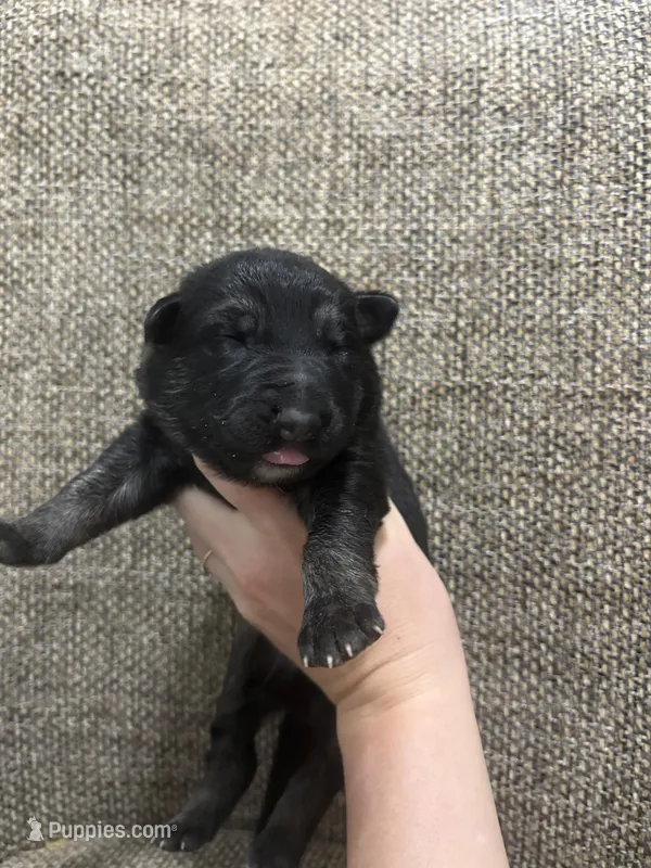 Bicolor male, a male German Shepherd Dog for sale in Holladay, TN – Photo 1 of 2