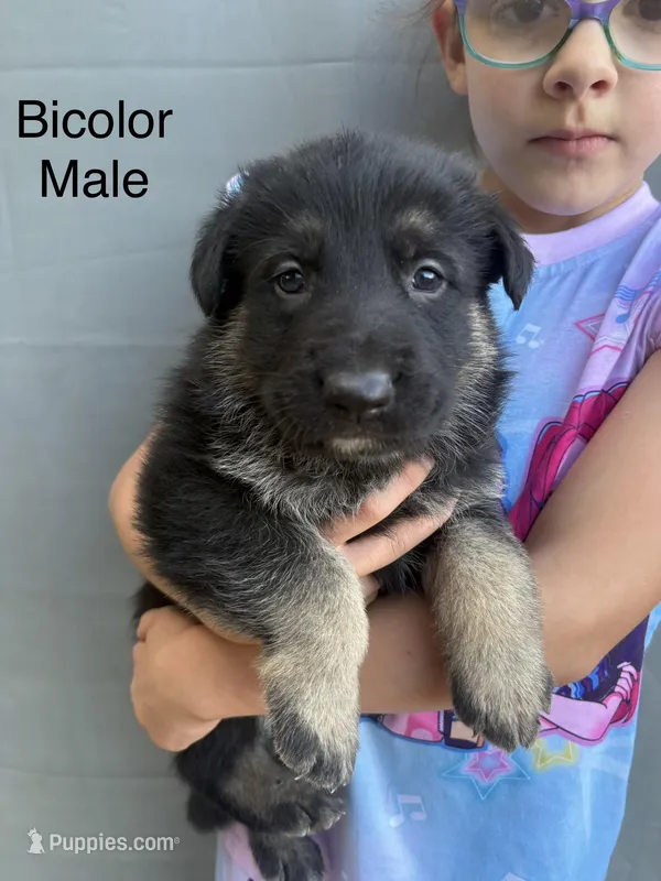 Bicolor male – German Shepherd Dog puppy for sale in Holladay, TN