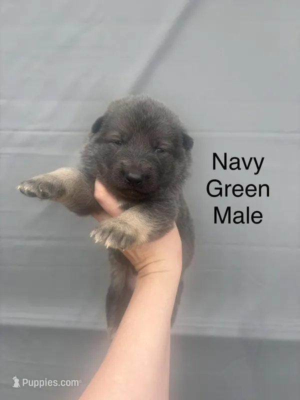 Male 8 – German Shepherd Dog puppy for sale in Holladay, TN