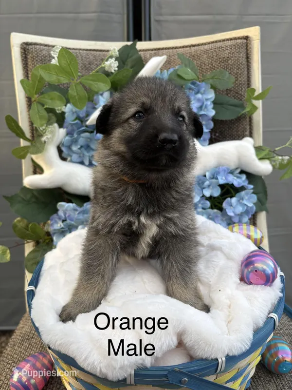Male 5 – German Shepherd Dog puppy for sale in Holladay, TN