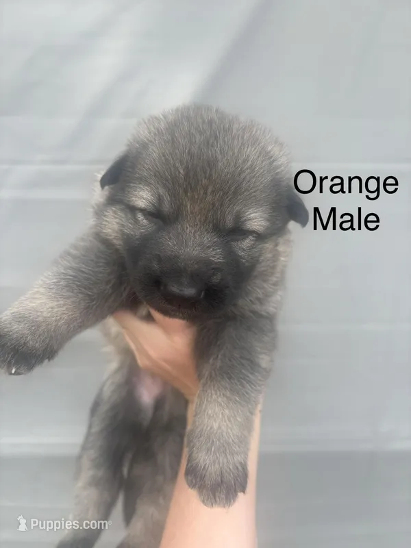 Male 5 – German Shepherd Dog puppy for sale in Holladay, TN