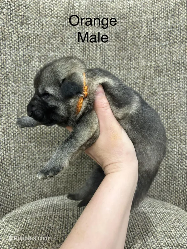 Male 5 – German Shepherd Dog puppy for sale in Holladay, TN