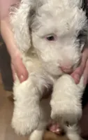 Luna , a female Australian Labradoodle for sale in Waynesfield, OH – Photo 5 of 9