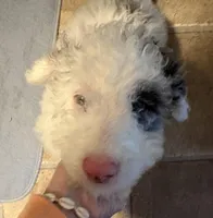 Luna , a female Australian Labradoodle for sale in Waynesfield, OH – Photo 6 of 9