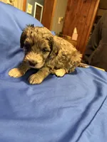 Maple , a female Australian Labradoodle for sale in Waynesfield, OH – Photo 4 of 5