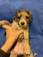 Maple , a female Australian Labradoodle for sale in Waynesfield, OH – Photo 2 of 5