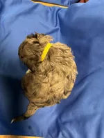 Maple , a female Australian Labradoodle for sale in Waynesfield, OH – Photo 3 of 5