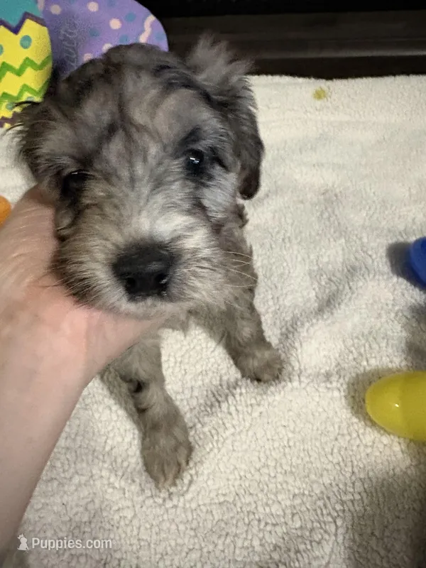 Maple  – Australian Labradoodle puppy for sale in Waynesfield, OH