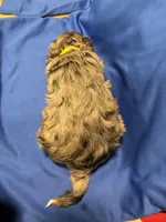 Maple , a female Australian Labradoodle for sale in Waynesfield, OH – Photo 5 of 5