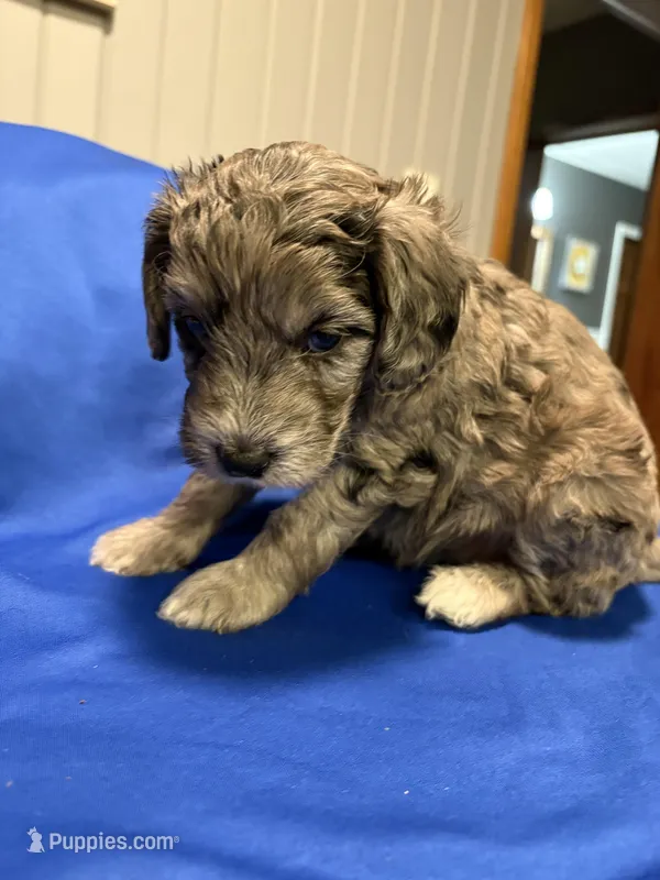 Maple  – Australian Labradoodle puppy for sale in Waynesfield, OH