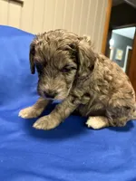 Maple , a female Australian Labradoodle for sale in Waynesfield, OH – Photo 1 of 5