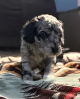 Pepper , a male Australian Labradoodle for sale in Waynesfield, OH – Photo 2 of 7