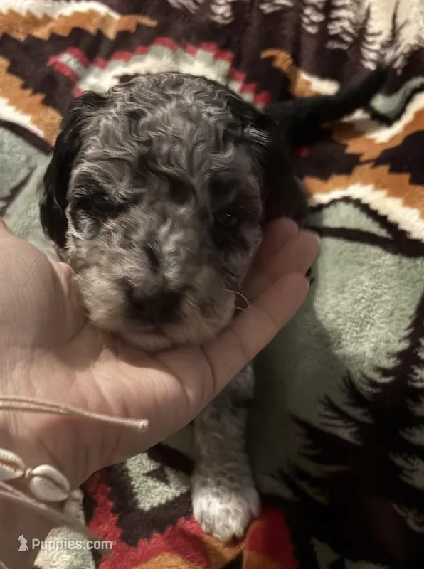 Pepper  – Australian Labradoodle puppy for sale in Waynesfield, OH