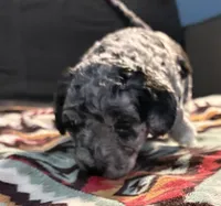 Pepper , a male Australian Labradoodle for sale in Waynesfield, OH – Photo 6 of 7