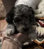 Pepper , a male Australian Labradoodle for sale in Waynesfield, OH – Photo 3 of 7