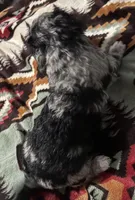 Pepper , a male Australian Labradoodle for sale in Waynesfield, OH – Photo 5 of 7