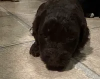 Sully , a male Australian Labradoodle for sale in Waynesfield, OH – 2 of 5