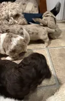 Sully , a male Australian Labradoodle for sale in Waynesfield, OH – 5 of 5