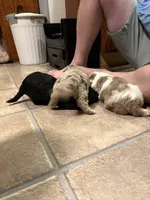 Odie , a male Australian Labradoodle for sale in Waynesfield, OH – 4 of 6