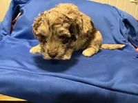 Marley , a female Australian Labradoodle for sale in Waynesfield, OH – Photo 2 of 3