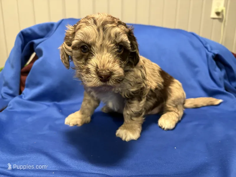 Marley , a female Australian Labradoodle for sale in Waynesfield, OH – Photo 1 of 3