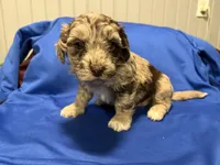 Marley , a female Australian Labradoodle for sale in Waynesfield, OH – Photo 1 of 3