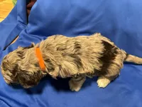 Marley , a female Australian Labradoodle for sale in Waynesfield, OH – Photo 3 of 3