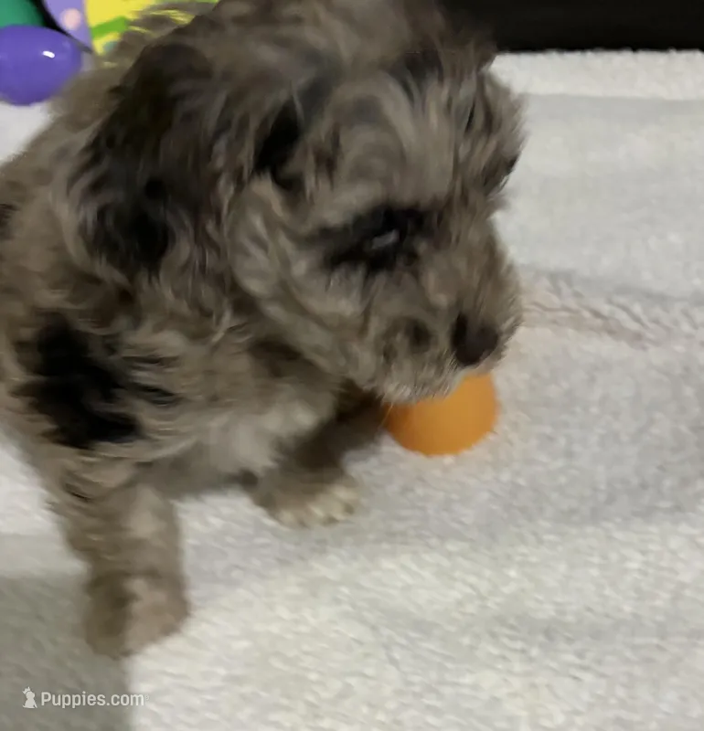 Marley  – Australian Labradoodle puppy for sale in Waynesfield, OH