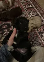 Diesel , a male Australian Labradoodle for sale in Waynesfield, OH – 3 of 4