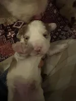 Monte , a male Australian Labradoodle for sale in Waynesfield, OH – 4 of 5