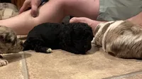 Diesel , a male Australian Labradoodle for sale in Waynesfield, OH – 2 of 4