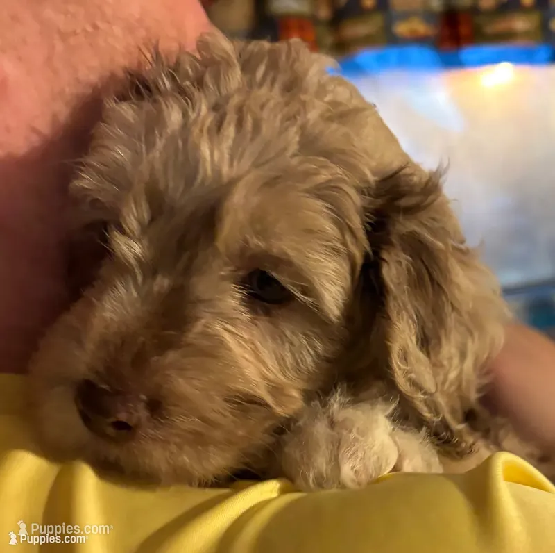 Winston – Australian Labradoodle puppy for sale in Waynesfield, OH