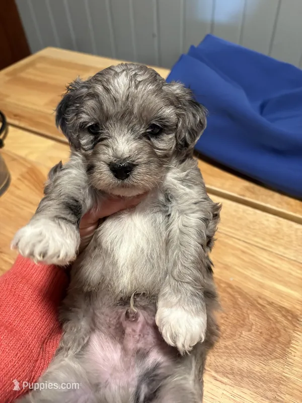 Maverick  – Australian Labradoodle puppy for sale in Waynesfield, OH