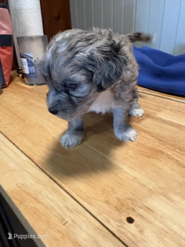 Maverick  – Australian Labradoodle puppy for sale in Waynesfield, OH