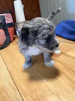 Maverick , a male Australian Labradoodle for sale in Waynesfield, OH – Photo 2 of 4